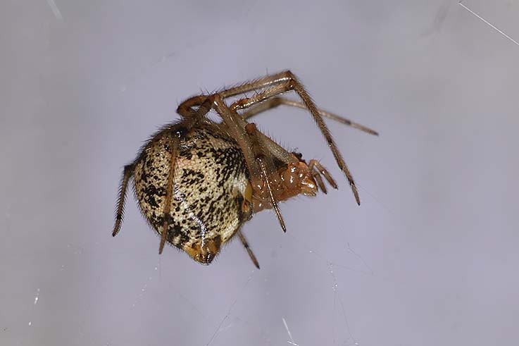 Parasteatoda tepidariorum o Achaearanea sp.